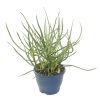 Aloe Bakeri