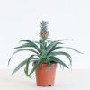Ananas-Comosus-p12-1