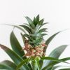 Ananas-Comosus-p12-4