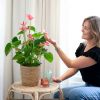 Anthurium Andreanum