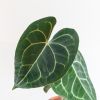 Anthurium Clarinervium - Aderplant - P12