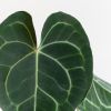 Anthurium Clarinervium - Aderplant - P12