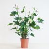 Anthurium Jaguar Green - Flamingoplant - P21