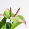 Anthurium Jaguar Green - Flamingoplant - P21