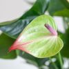 Anthurium Jaguar Green - Flamingoplant - P21