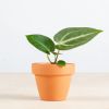 Anthurium Magnicifum