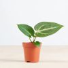 Anthurium Magnicifum
