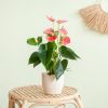 Anthurium-Pink-p12-Lifestyle