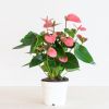 Anthurium-Pink-p17-2