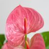 Anthurium-Pink-p17-3 1