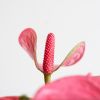 Anthurium Andreanum Roze (Flamingoplant) - P12