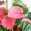 Anthurium-Pink-p17-7