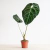 Anthurium-Regale-1-1024