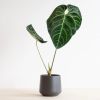 Anthurium-Regale-2-1024