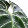 Anthurium-Regale-3