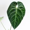 Anthurium-Regale-4