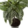 Aphelandra squarrosa