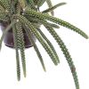 Aporocactus Maliisonii