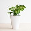 Aqua-pot-wit-3-1024-1