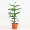 Araucaria