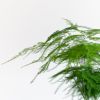 Asparagus Plumosus - Sierasperge - P12