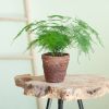 Asparagus-Plumoses-p12-Lifestyle