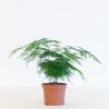 Asparagus Plumosus - Sierasperge - P12