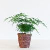 Asparagus Plumosus - Sierasperge - P12