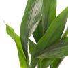Aspidistra blad