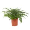 Moedervaren Asplenium Parvati