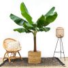 Bananenplant-150cm