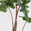 Alocasia Jacklyn stam