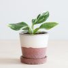 Philodendron White Wizard