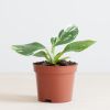 Philodendron White Wizard