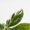 Philodendron White Wizard