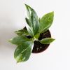 Philodendron White Wizard