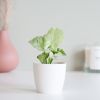 Syngonium Milk Confetti