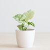 Syngonium Milk Confetti