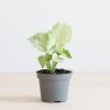 Syngonium Milk Confetti