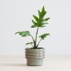 Alocasia Brancifolia