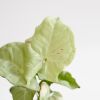 Syngonium Milk Confetti