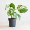 Bonte monstera