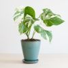 Monstera Variegata