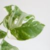 Bonte monstera blad