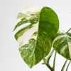 Bonte monstera blad