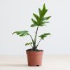Alocasia Brancifolia