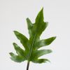 Alocasia Brancifolia