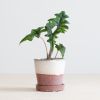 Alocasia Jacklyn