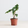 Alocasia Jacklyn