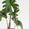 Alocasia Jacklyn
